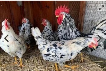 Nasadová vajíčka vlaška exchequer.