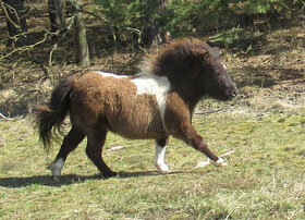 Shetland pony typ mini