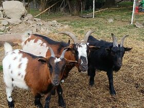 Kamerunské kozy a kozlík