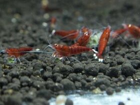 Krevetky caridina taiwan bee red ruby extreme