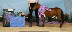 Hřebec American Miniature Horse, AMHA/AMHR/EUSAM