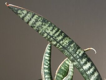 Tchynin jazyk, Sansevieria fischeri