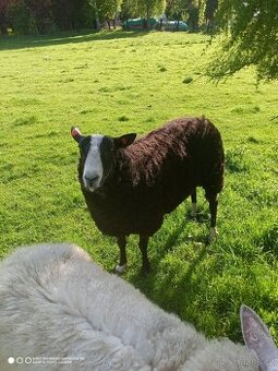 Beran zwartbles