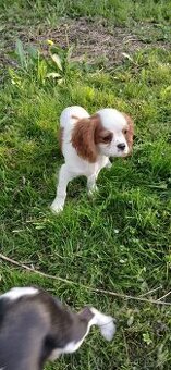 Kavalír King Charles Španěl - 1
