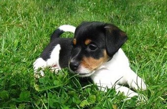jack russel terier