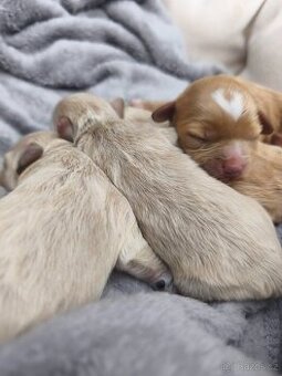 Maltipoo