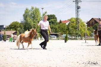 Klisna minishetland pony