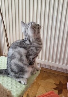 Britská kočička WHISKAS