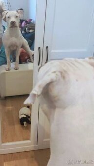 Americký pitbull daruji
