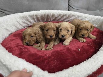 Cavapoo