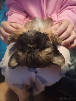 Shih-tzu