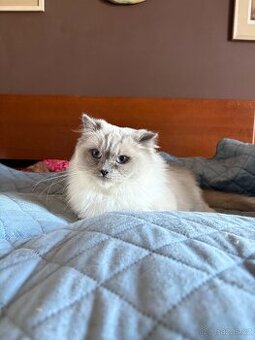 Ragdoll kotě s PP / Ragdoll kočka s PP