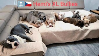 Modrá a Šampaň štěňátka American Bully XL (reg. ABKC)