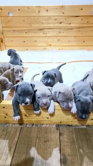 Štěňátka American Bully XL, registrace ABKC, TOP rodokmen