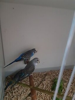 Andulky black wings a stepaci