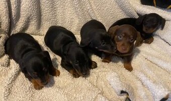 Prodam stenata krizence jezevcika