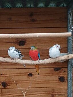 Holoubek diamantový