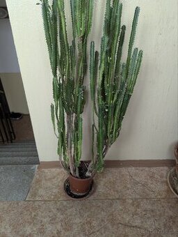 Euphorbia ammak (kaktus)