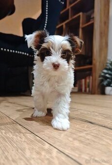 Jorkširský terier s PP