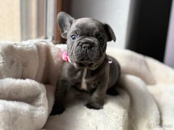 Francouzsky buldoček