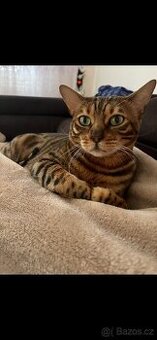 Kočka  bengalská