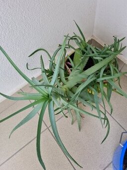 Aloe velká rostlina s 10 výhonky
