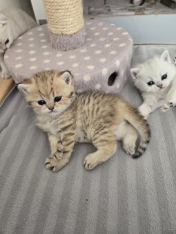 Britská stříbrná a zlatá koťata