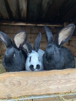 Německý Obrovitý Strakáč