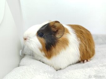 Morče, Morčata, Morčátko, Morčátka - POLLY