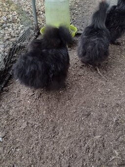 Hedvábnička zdrobnělá