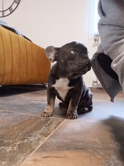 Francouzský buldoček