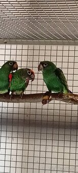 Papoušek Konžský Fantiensis