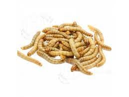 Potrava pro mravence - moučný červy