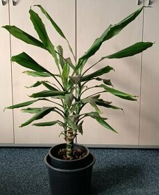 pokojová rostlina Juka (Yucca) - 1
