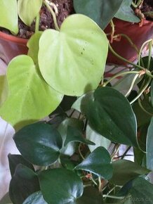 Philodendron 2 druhy scandens / Lemon lime