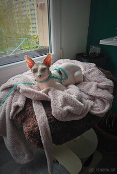 Kanadský sphynx ke krytí.