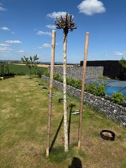 Catalpa nana, výška kmínku 200cm