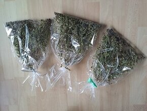 Bylinky - Oregano, mata - cerstve susene