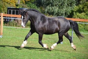 Osmiletý valach welsh cob D