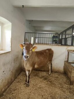 Kráva Jersey , nar. 10/2023 v březí