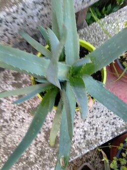 Léčivka Aloe Vera