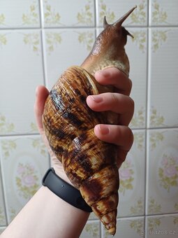 Lissachatina reticulata dark body - 1