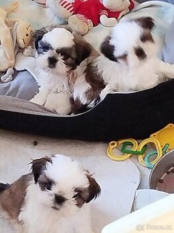 Shih-tzu s PP - 1