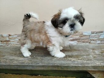Shih-tzu s PP