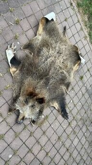 Prase divoké - přírodní vyčiněná kožešina, Kůže z divočáka