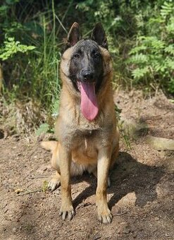 Belgický ovčák malinois fenka s PP