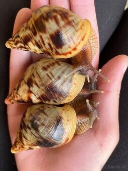 Africký šnek- lissachatina reticulata, oblovka síťkovaná