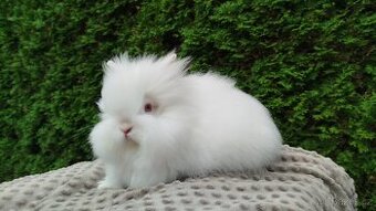 Zakrslý králík, králíček -(TEDDY)-ONDŘEJ