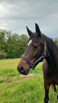 Perspektivní klisna- čisté rtg