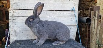 Belgický obr modrý